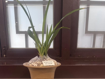 兰园“折桂”获“特金奖”，这株兰花凭什么？