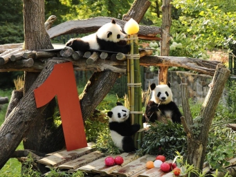 在德出生的第二对大熊猫双胞胎迎来一岁生日