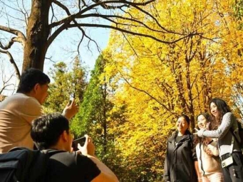 昆明植物园枫香大道层林尽染引八方游客