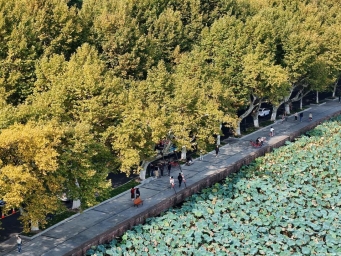 北山路的梧桐树开始黄了 西湖秋色渐浓了